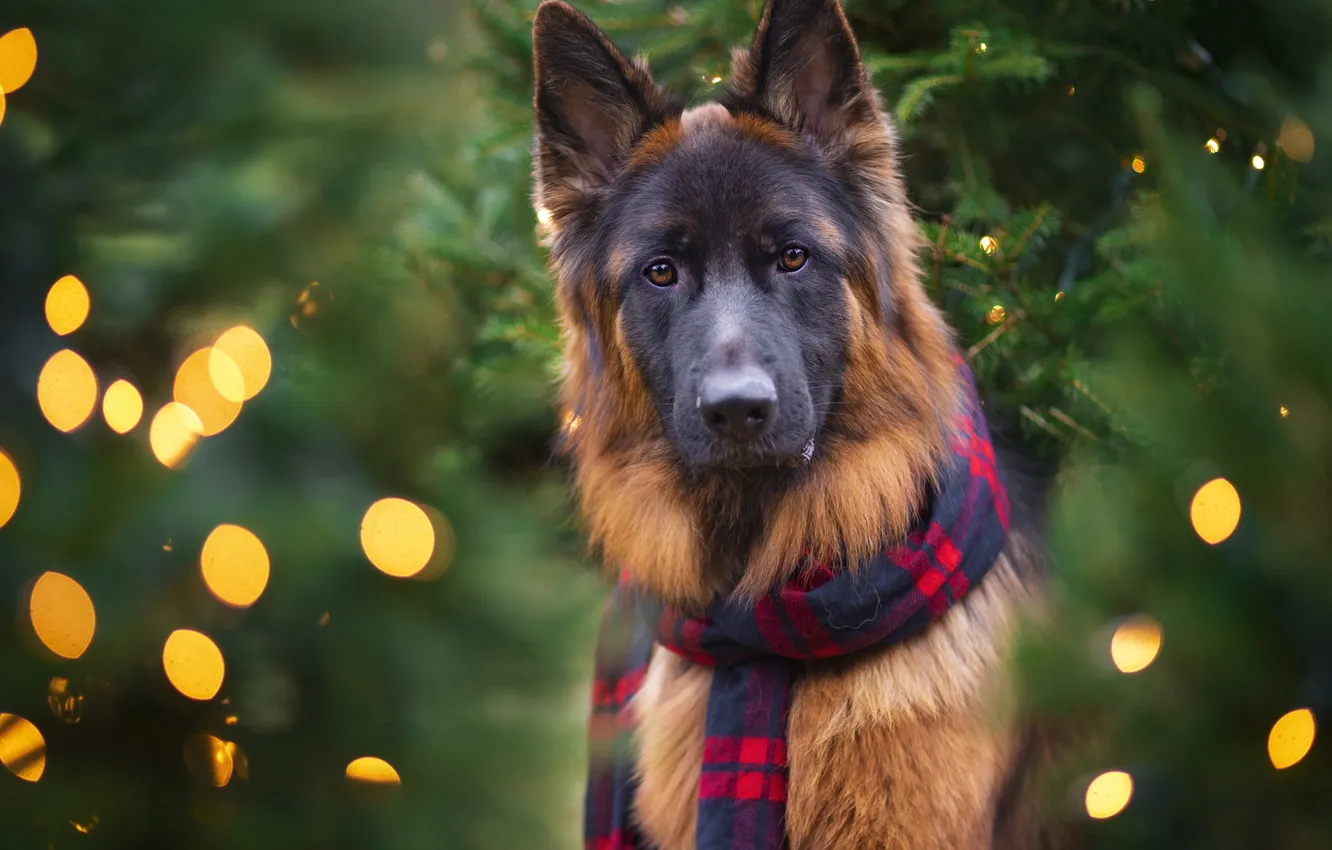 Photo wallpaper look, lights, dog, scarf, Christmas, New year, face, needles