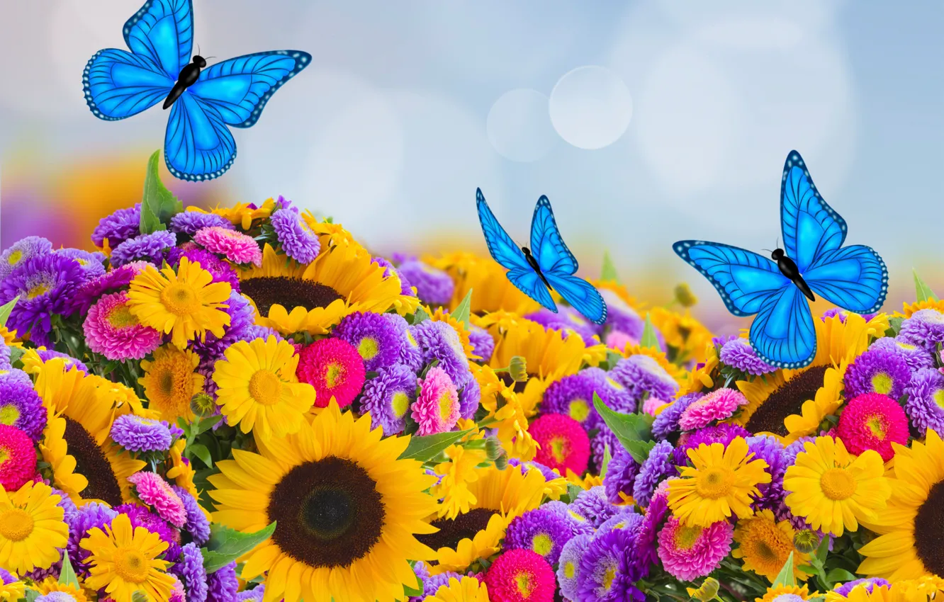 Photo wallpaper butterfly, sunflowers, spring, colorful, butterfly, beautiful, bokeh, asters
