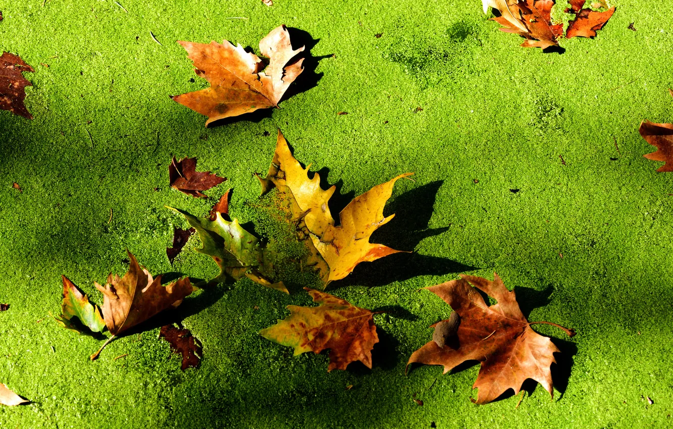 Photo wallpaper autumn, leaves, macro, swamp, Tina