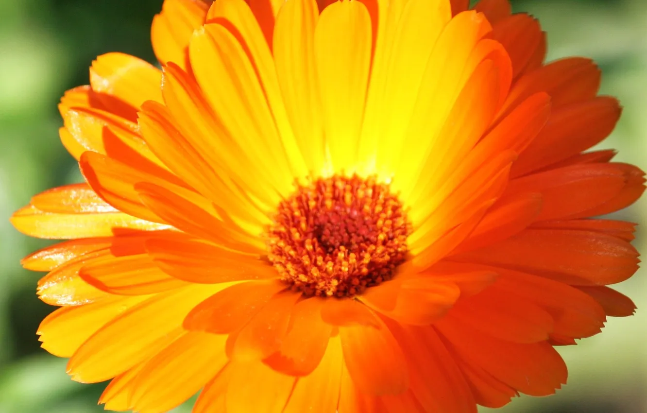 Photo wallpaper flower, macro, orange, petals