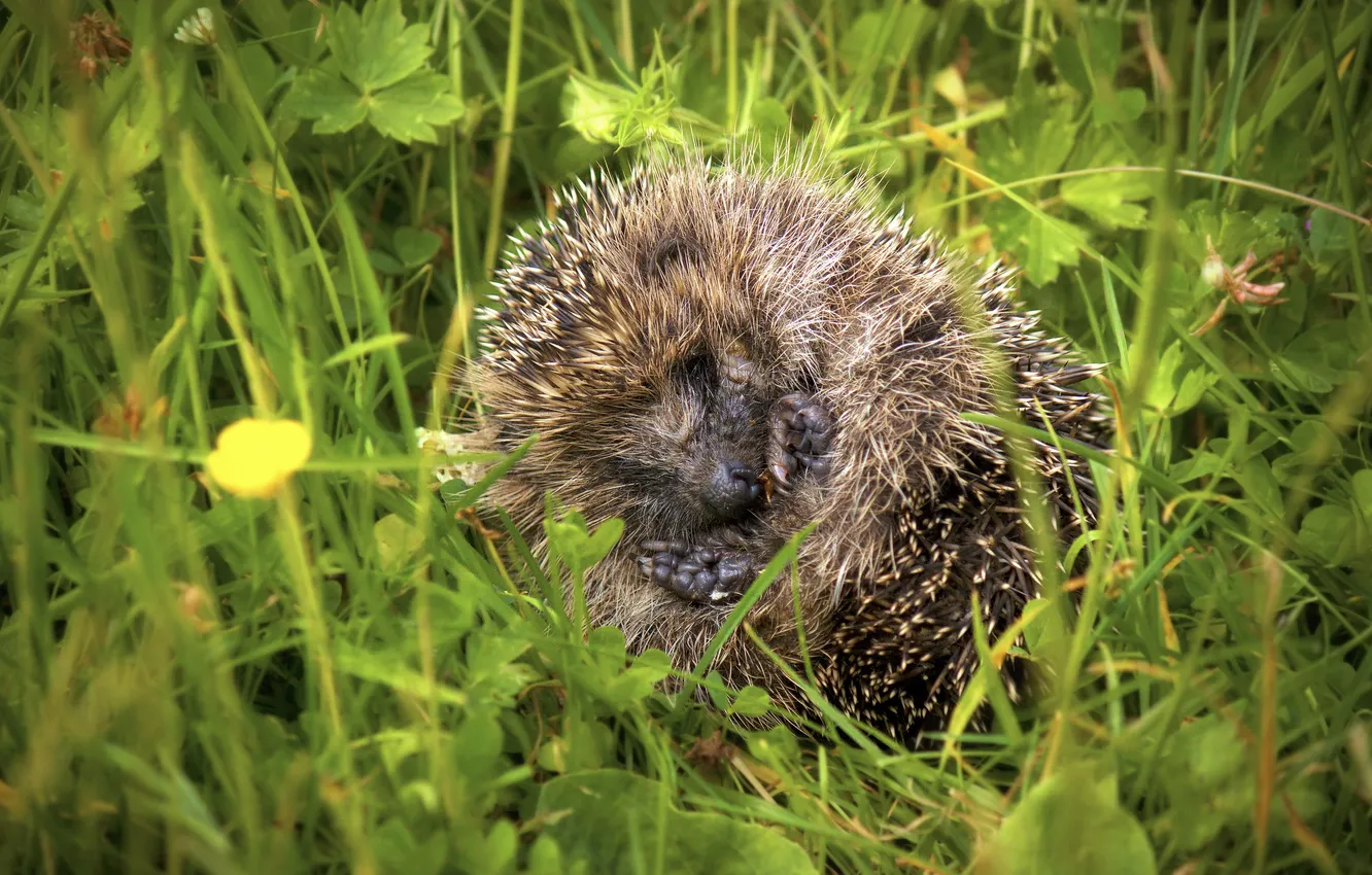 Photo wallpaper grass, hedgehog