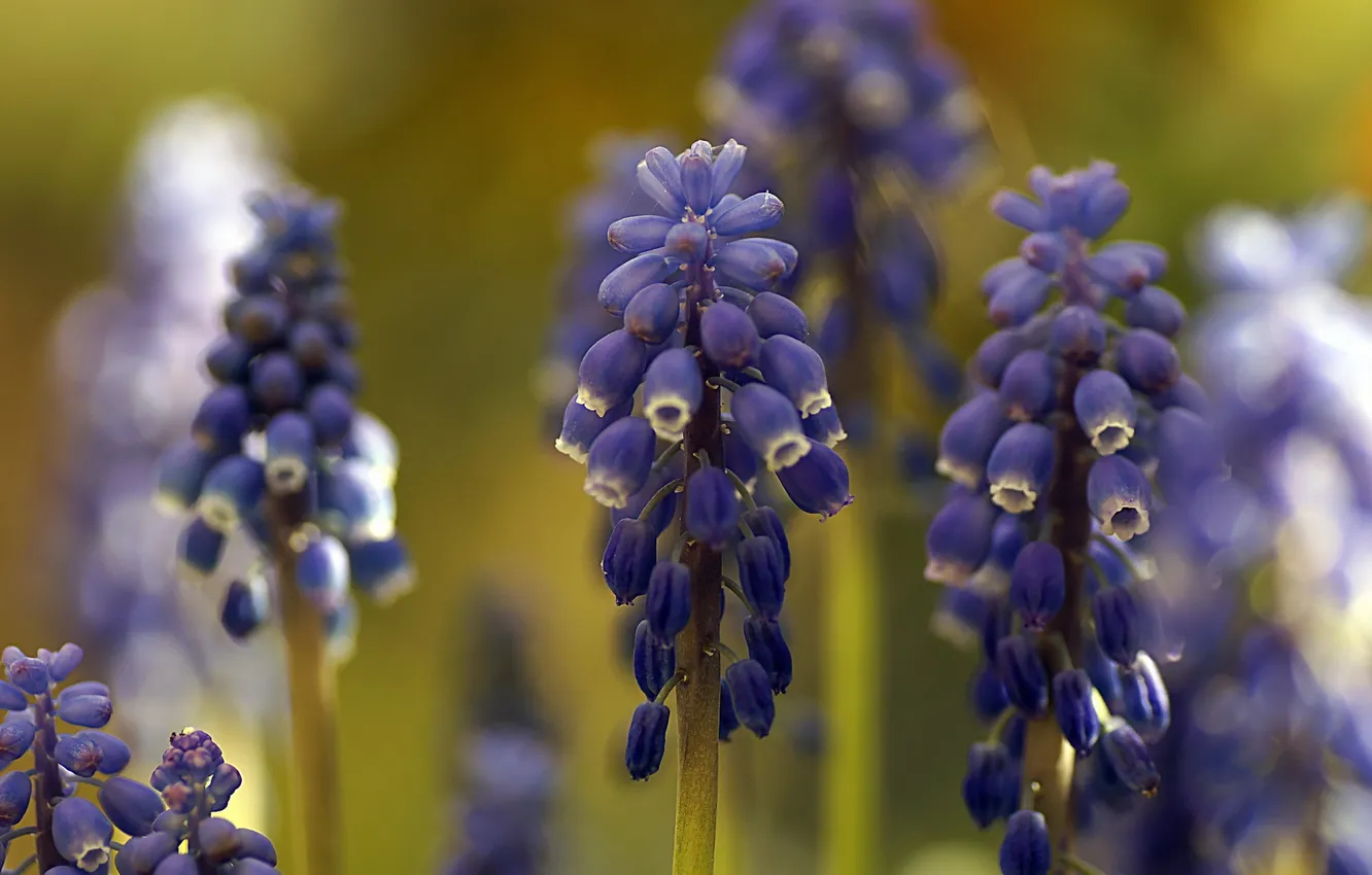 Photo wallpaper macro, flowers, Muscari