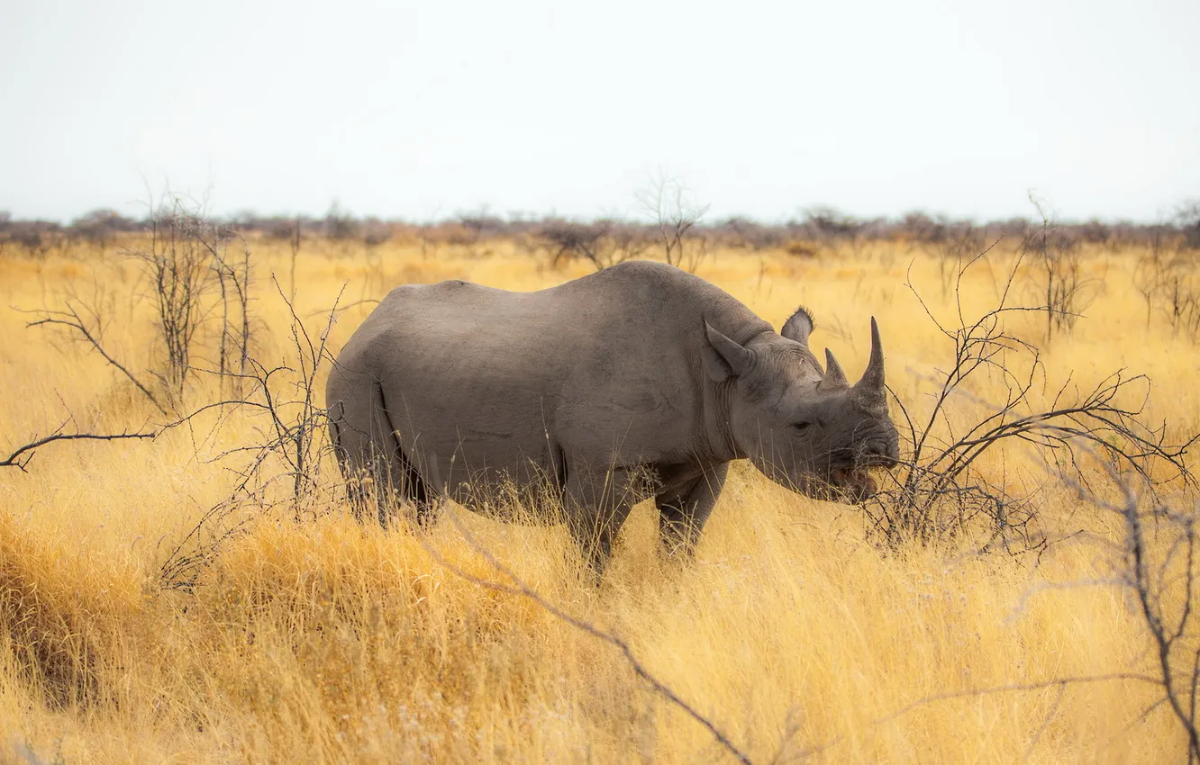 Photo wallpaper nature, Rhino, Of Africa