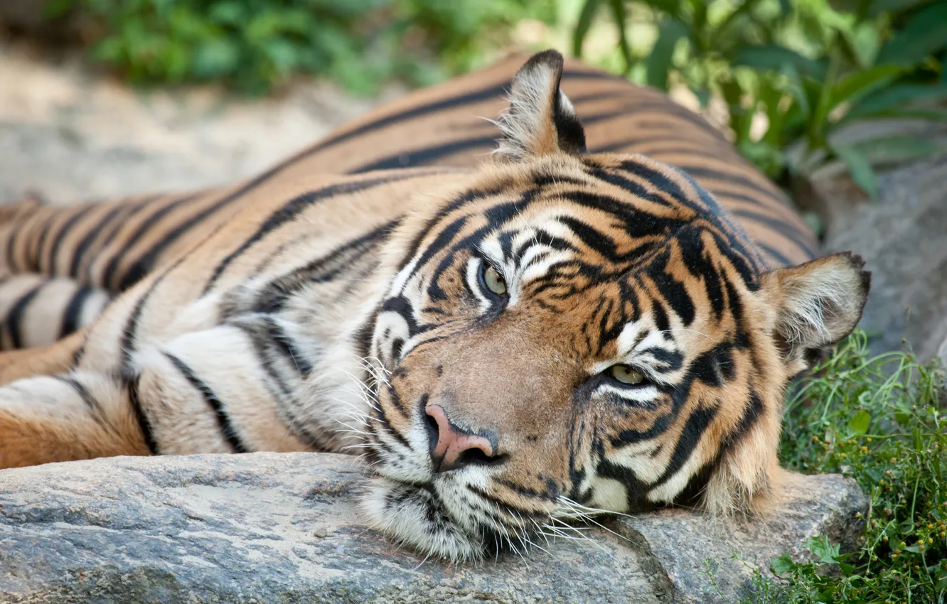 Photo wallpaper cat, face, tiger, Sumatran