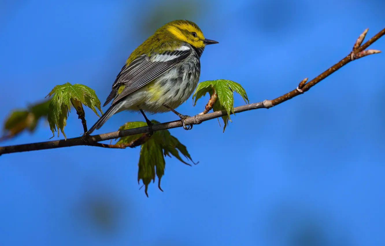 Photo wallpaper bokeh, Warbler, a small bird, a bird on a branch, Black-throated green warbler