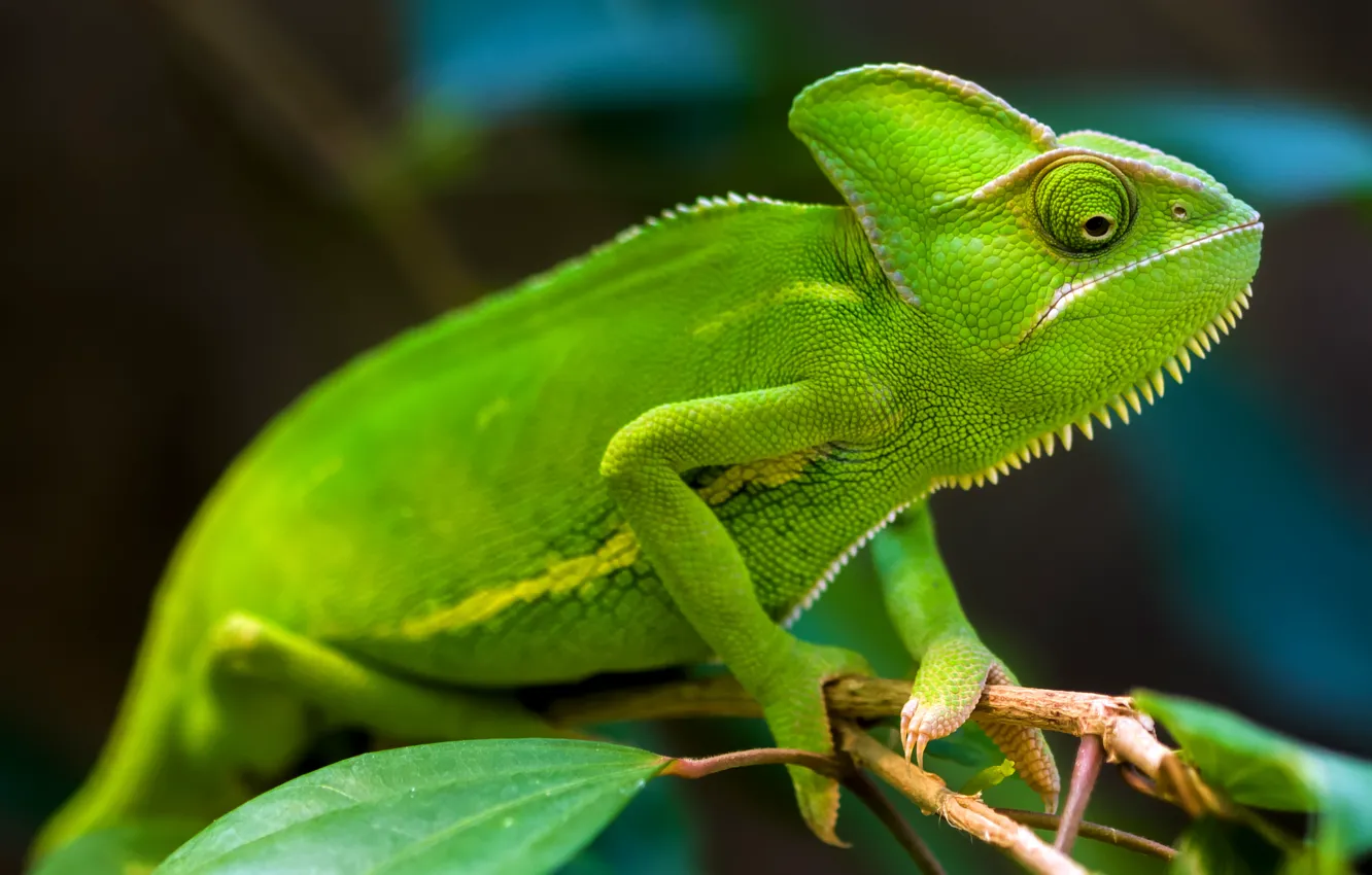 Photo wallpaper green, rainforest, chameleons