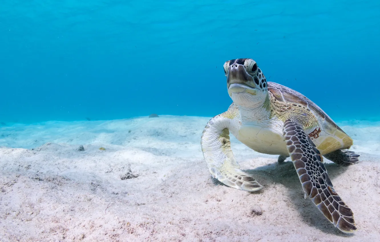 Photo wallpaper sea, water, background, blue, turtle, the bottom, underwater world, sea turtle