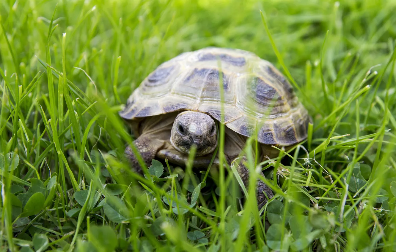 Photo wallpaper grass, glade, turtle, land