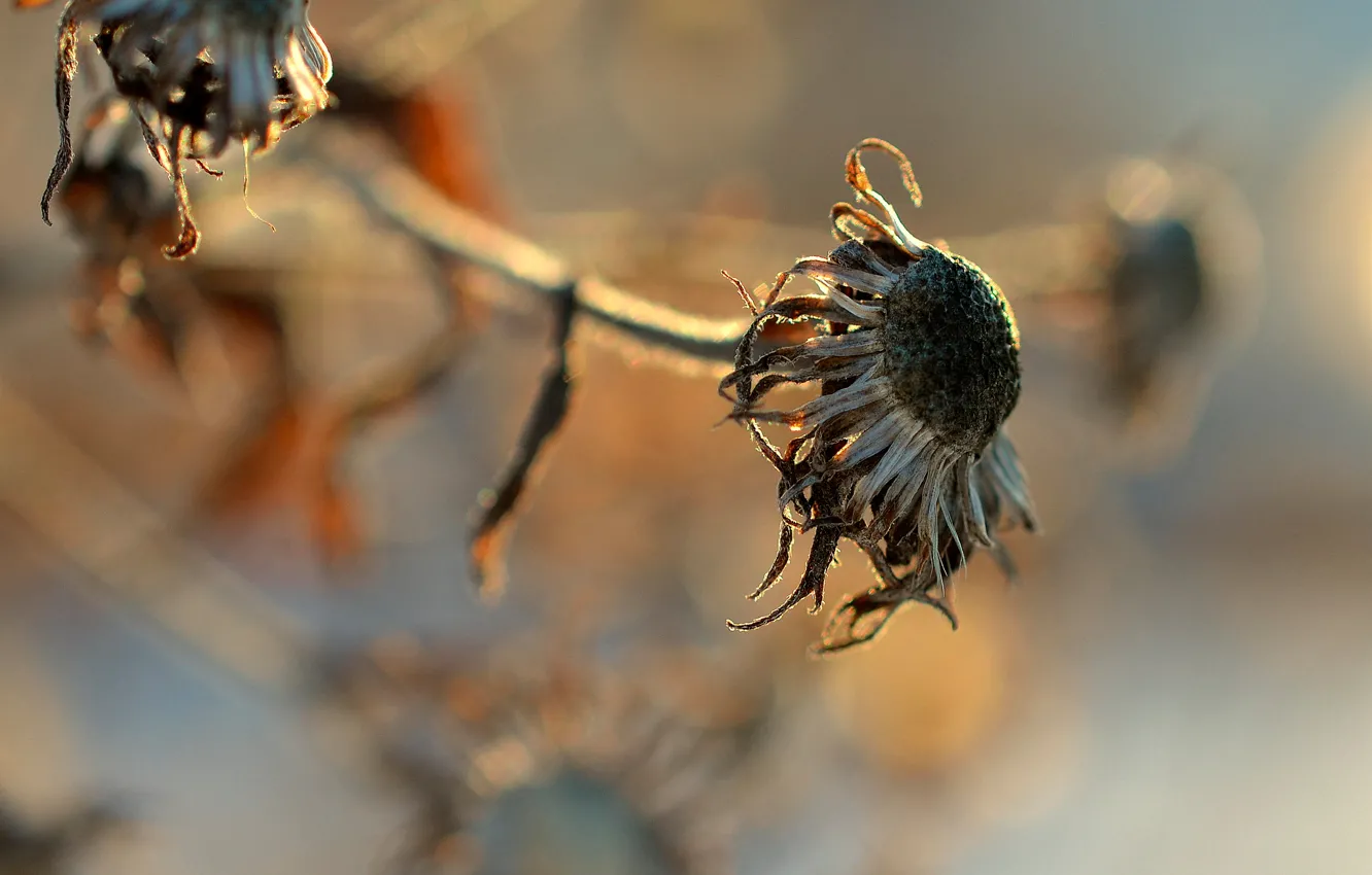 Photo wallpaper macro, flowers, bokeh