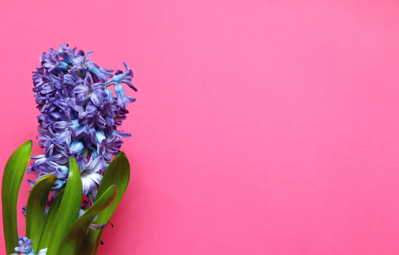 Photo wallpaper background, pink background, hyacinths