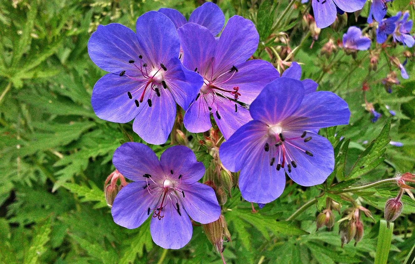 Photo wallpaper flowers, Summer 2025, Meadow geranium