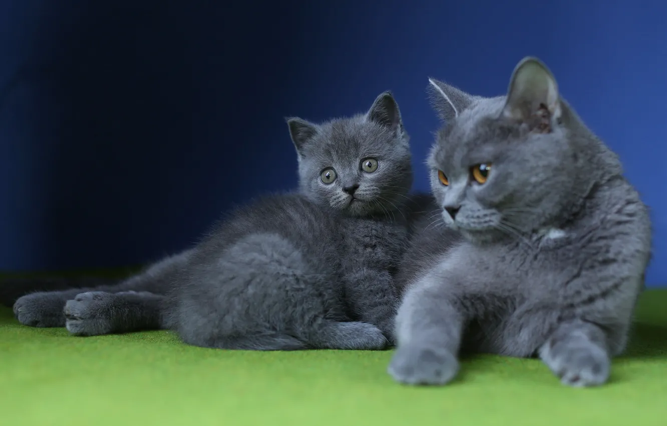 Photo wallpaper cat, background, lies, kitty, British