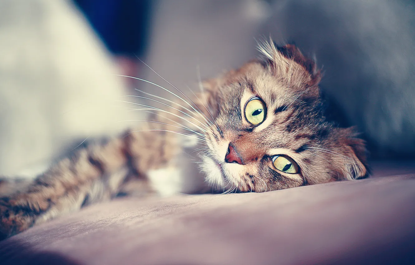 Photo wallpaper cat, comfort, fold