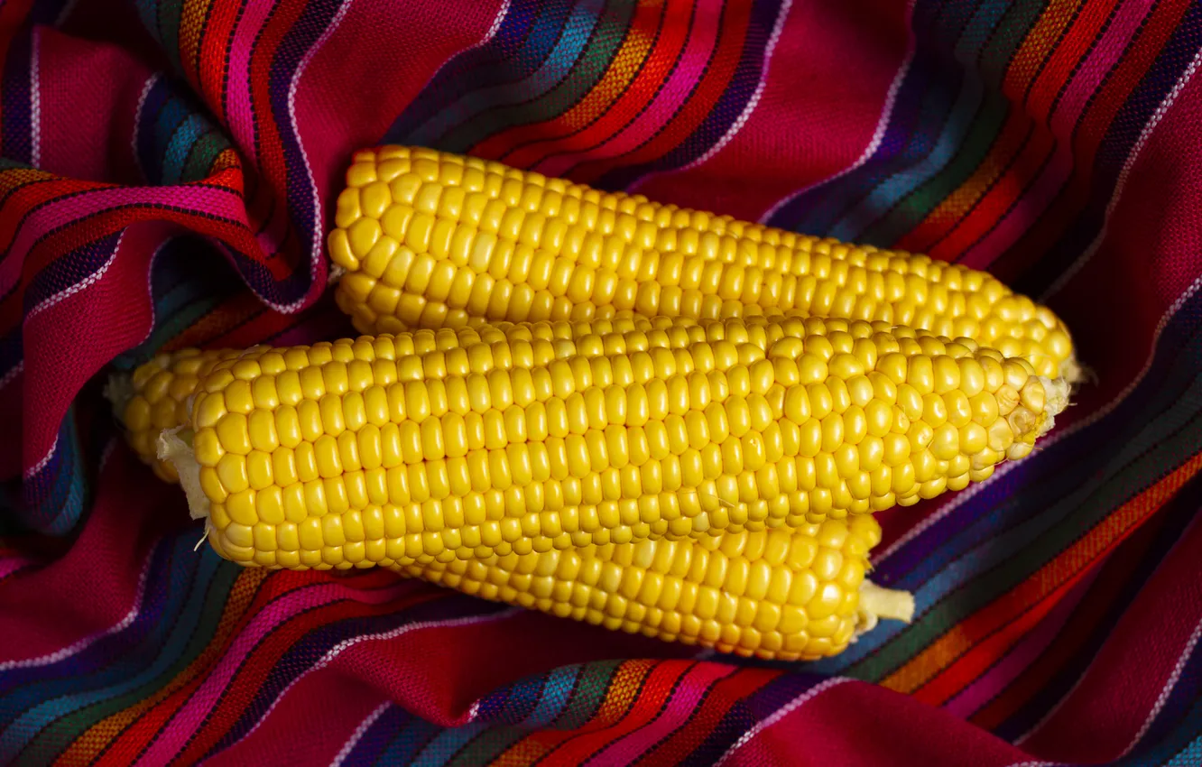 Photo wallpaper corn, the cob, corn grains