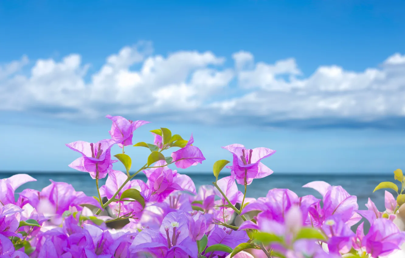Photo wallpaper sea, beach, summer, the sky, the sun, flowers, summer, pink