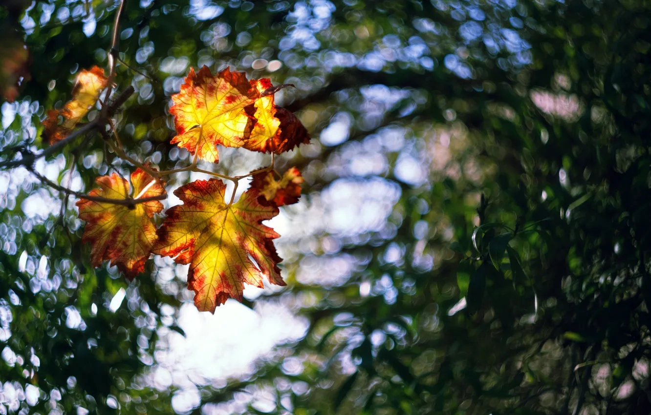 Photo wallpaper leaves, light, blur