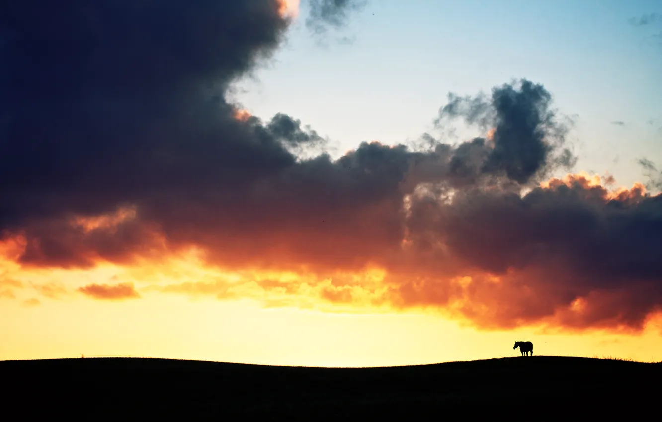 Photo wallpaper field, clouds, sunset, fire, horse, silhouette