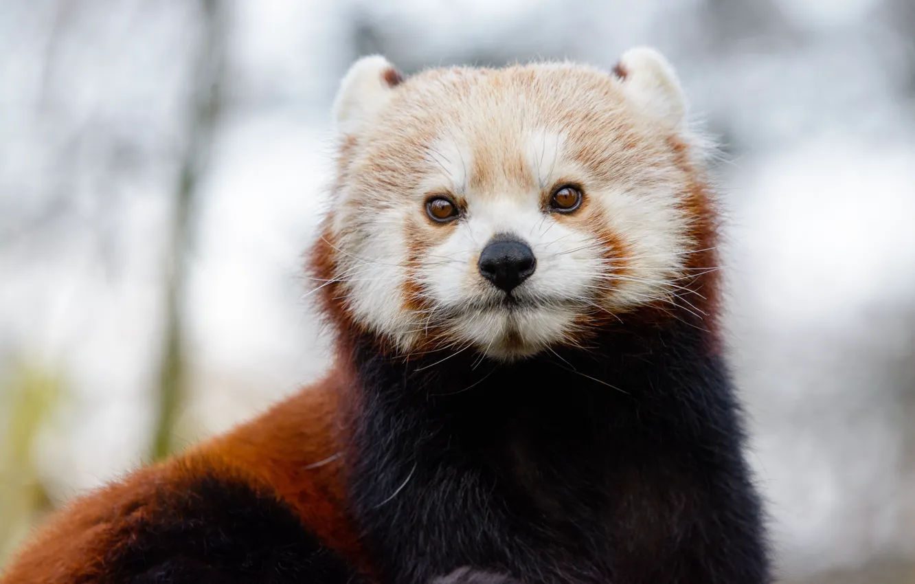 Photo wallpaper winter, look, red Panda, animal