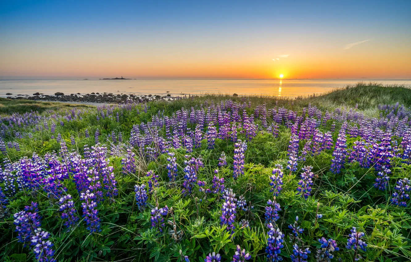 Photo wallpaper sea, sunset, flowers, coast, Norway, Norway, North sea, North Sea