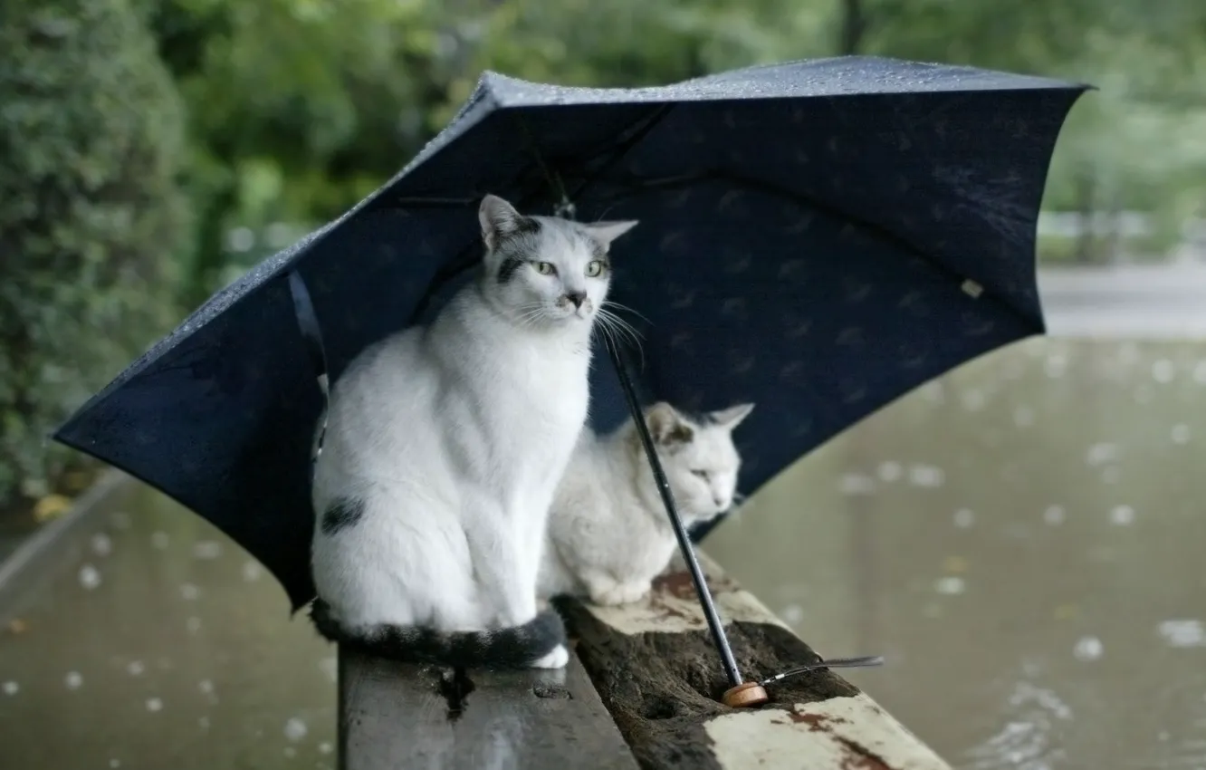 Photo wallpaper autumn, rain, umbrella