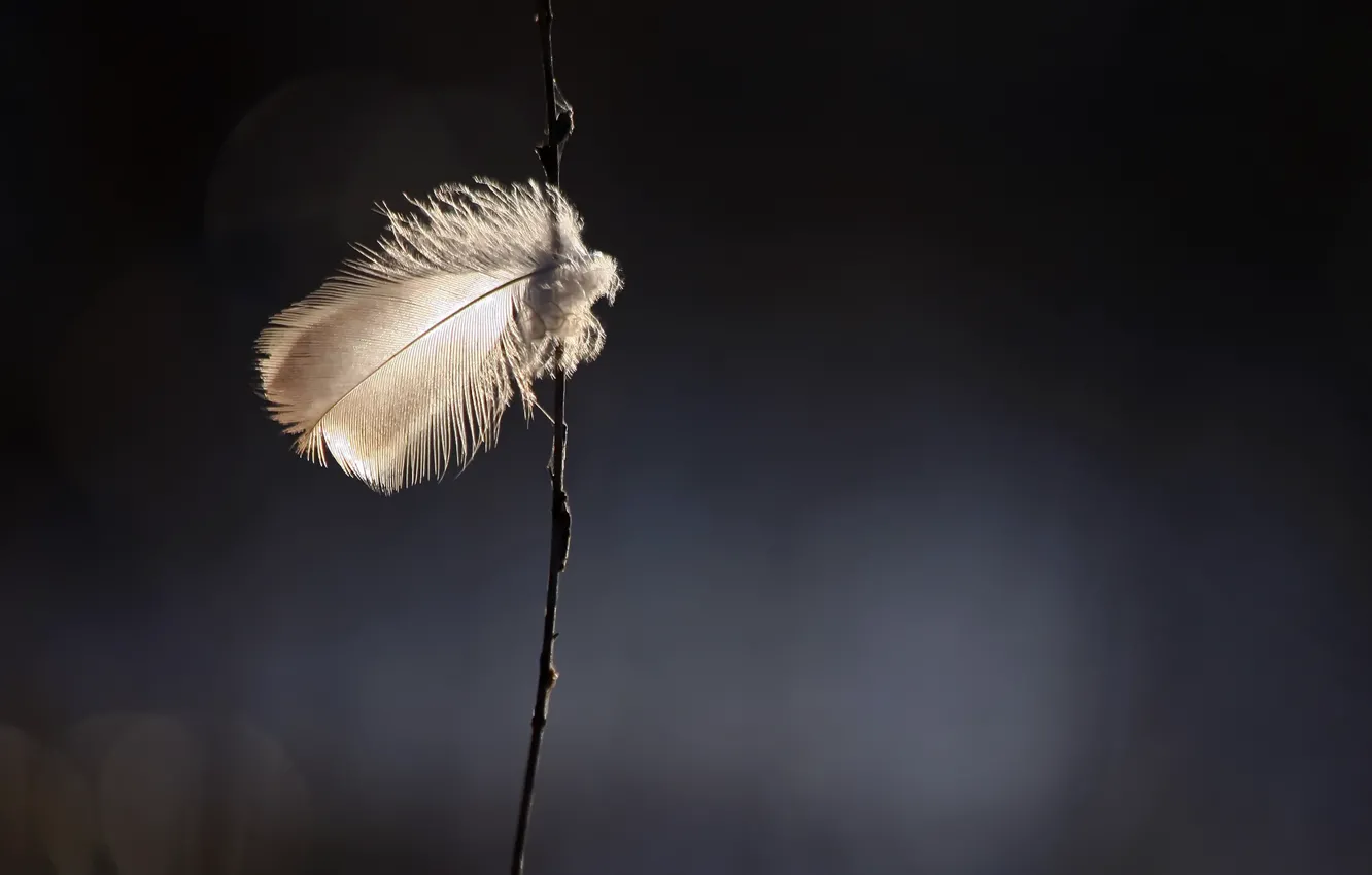 Photo wallpaper branches, background, feathers