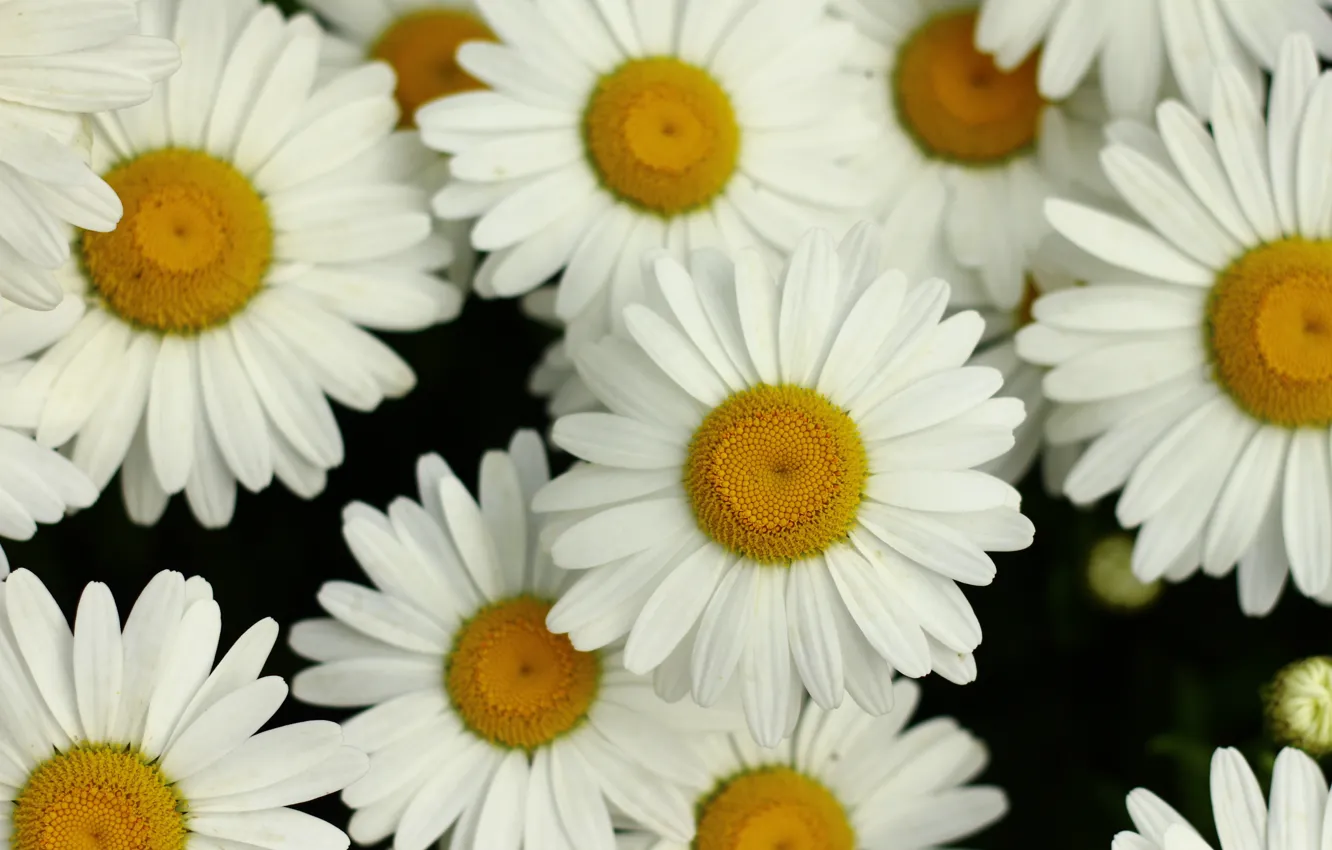Photo wallpaper white, flower, summer, yellow, Daisy