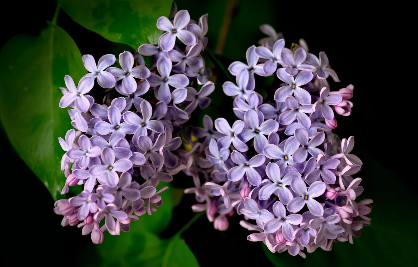 Photo wallpaper macro, petals, lilac, bunches