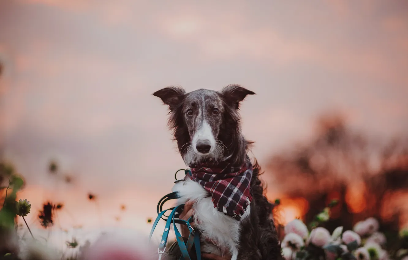 Photo wallpaper autumn, each, dog