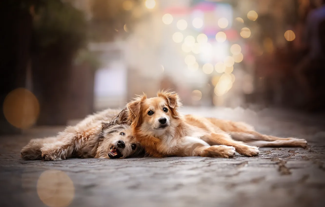 Photo wallpaper the city, street, dog