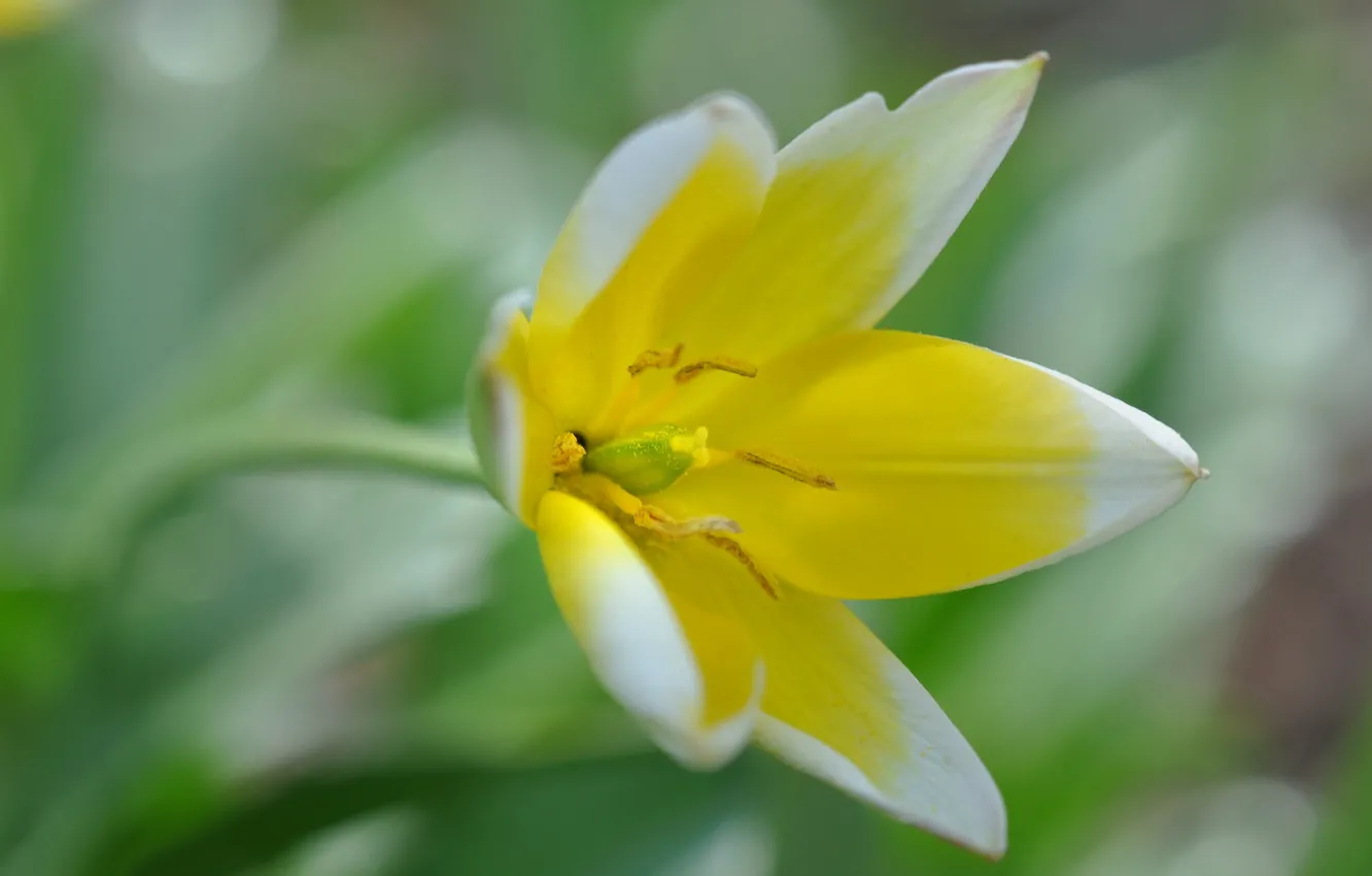 Photo wallpaper macro, petals, tulips