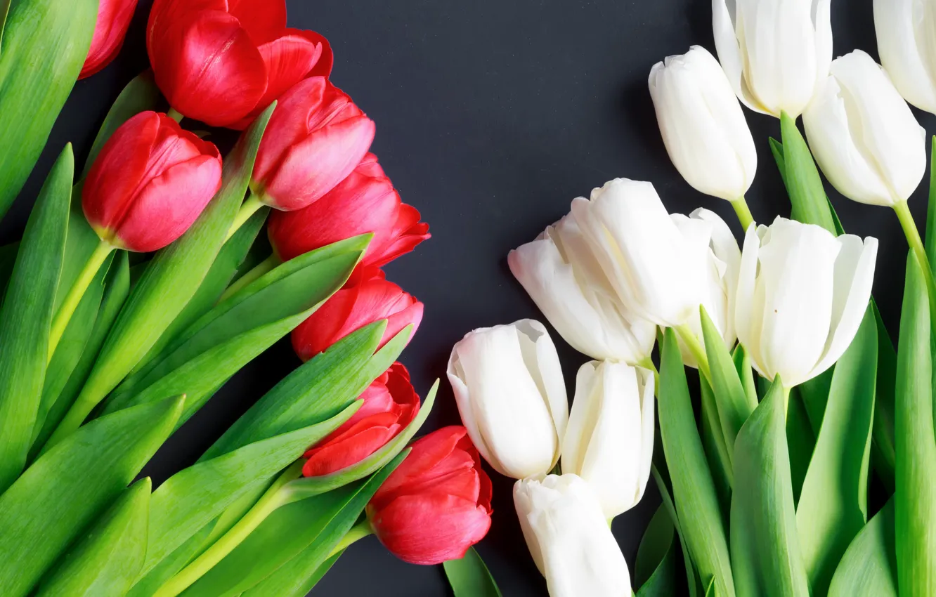 Photo wallpaper spring, tulips, pink, white, flowering
