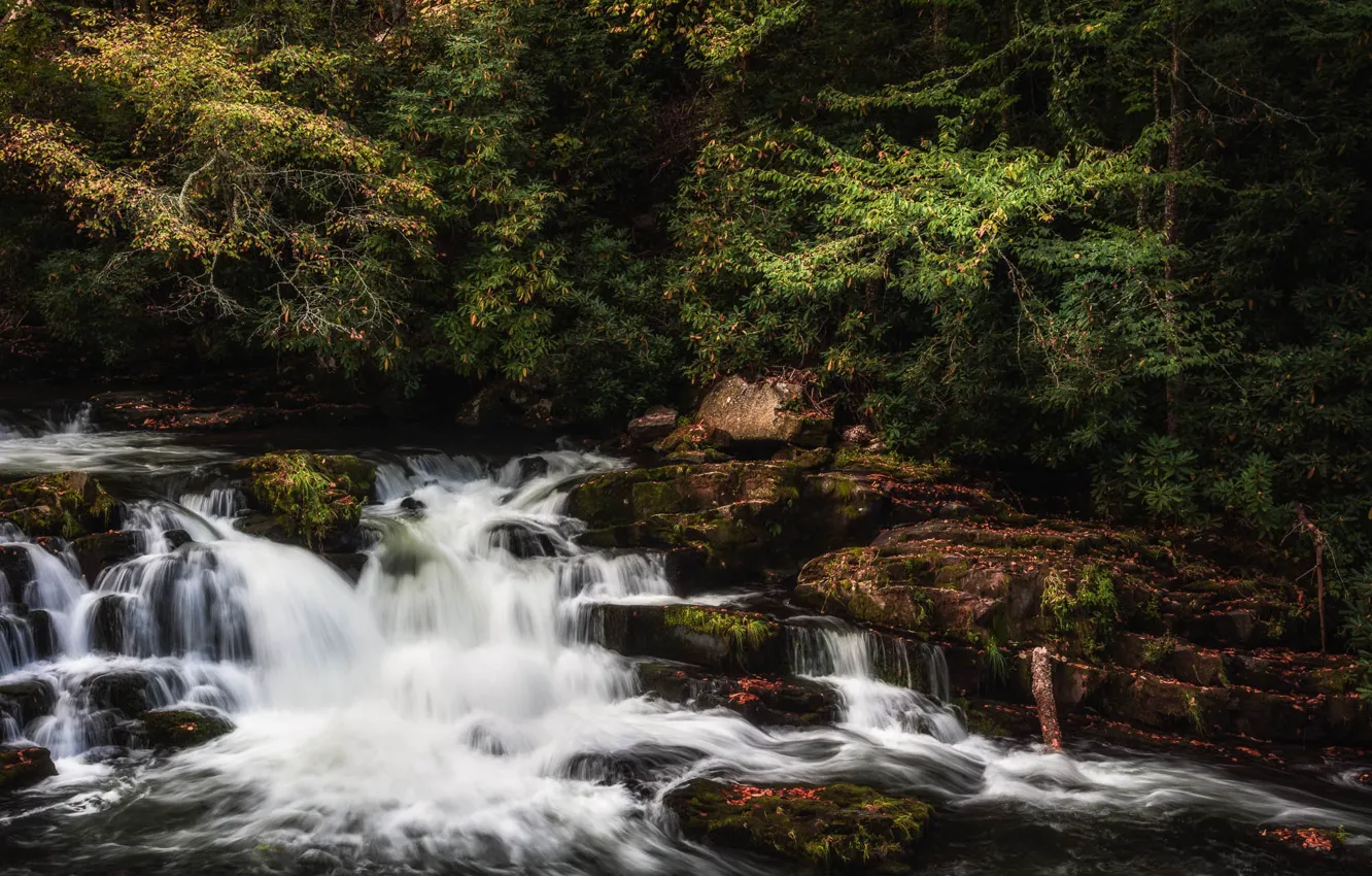 Photo wallpaper forest, rocks, shore, waterfall, stream