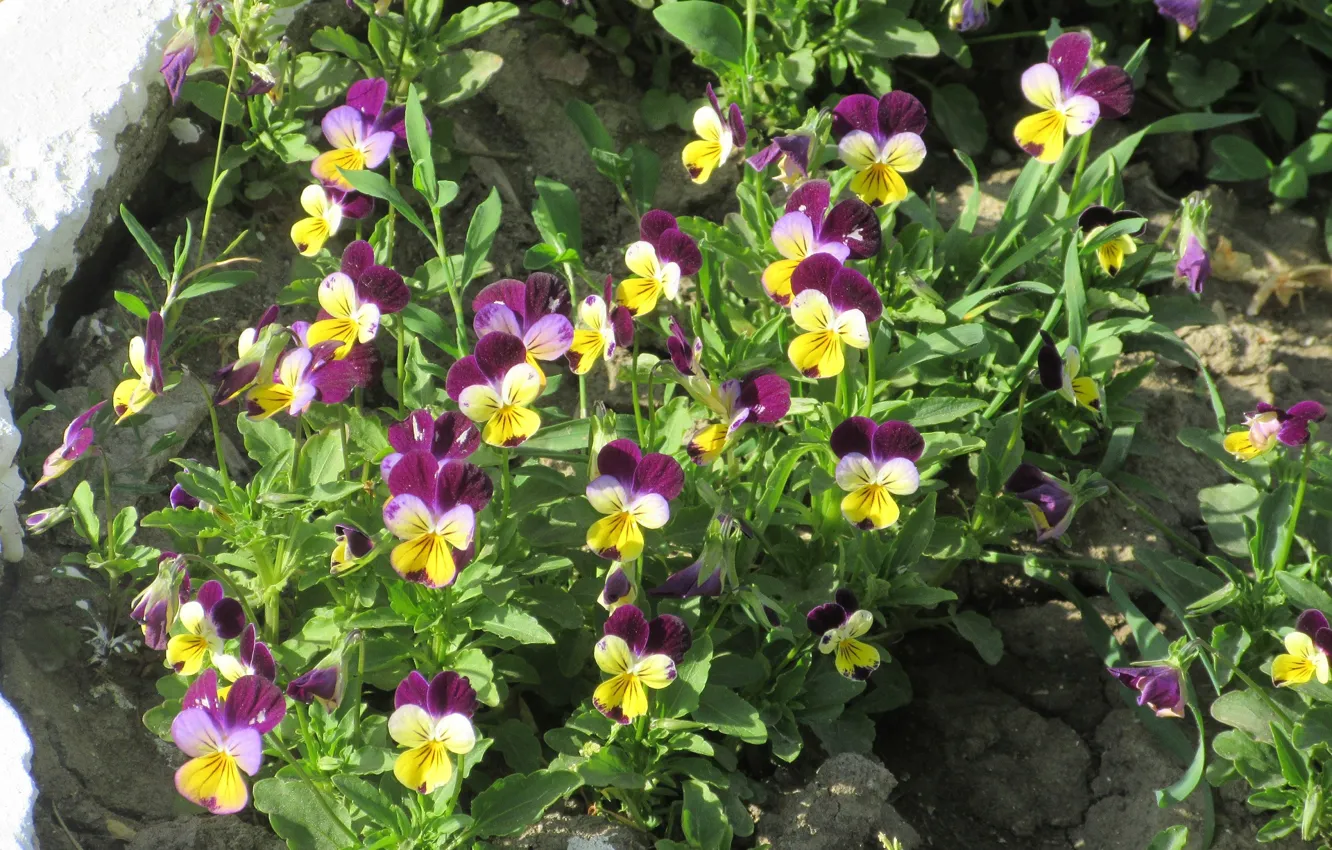 Photo wallpaper Pansy, flowerbed, spring 2018, Mamala ©