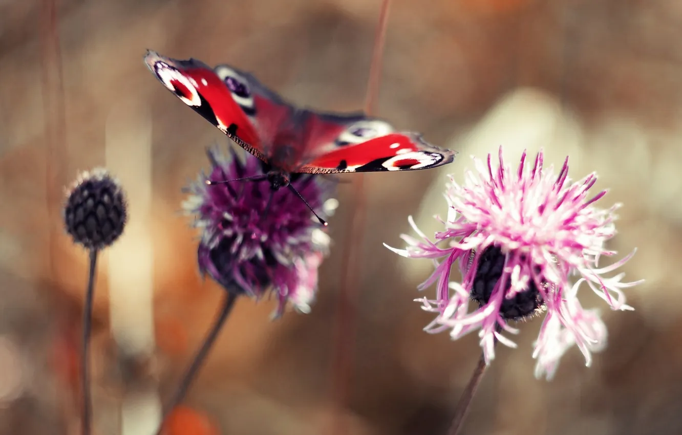 Photo wallpaper butterfly, clover, bokeh