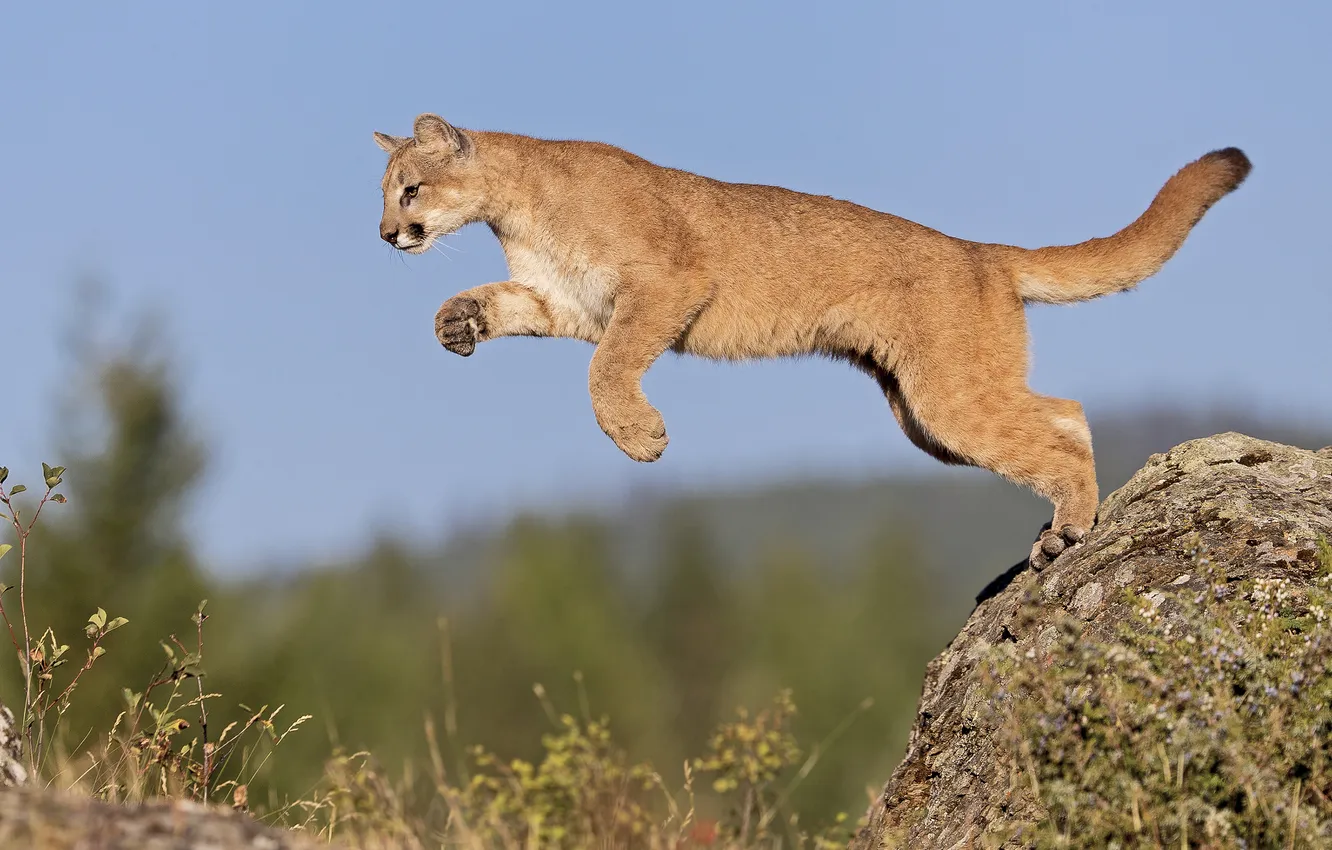 Photo wallpaper cat, the sky, nature, stones, rocks, jump, Puma, gary samples рhotography