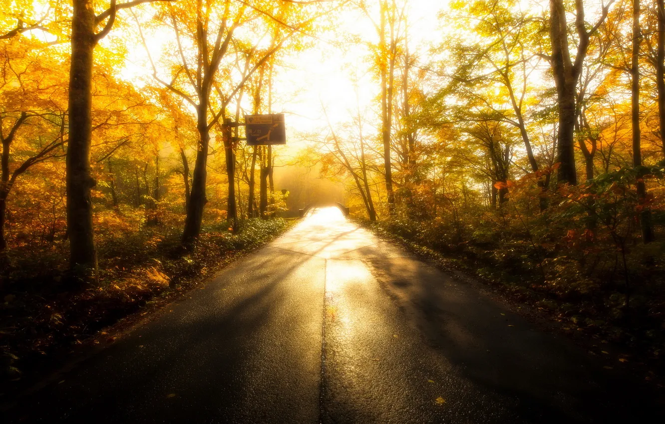 Photo wallpaper road, autumn, forest, light