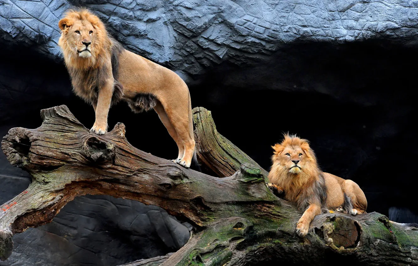 Photo wallpaper cave, log, lions, two