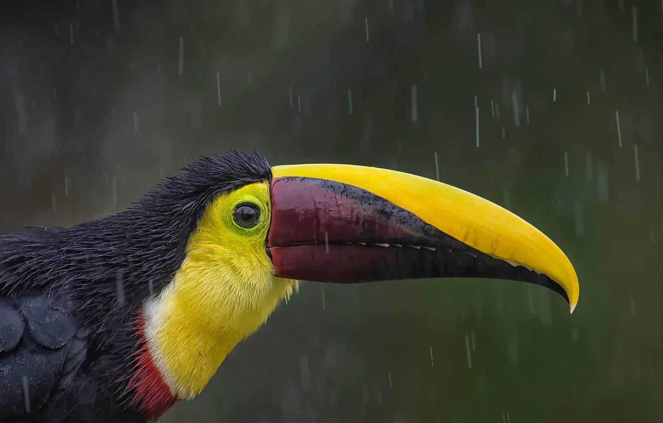 Photo wallpaper rain, bird, beak, Toucan, korichnevoy Toucan