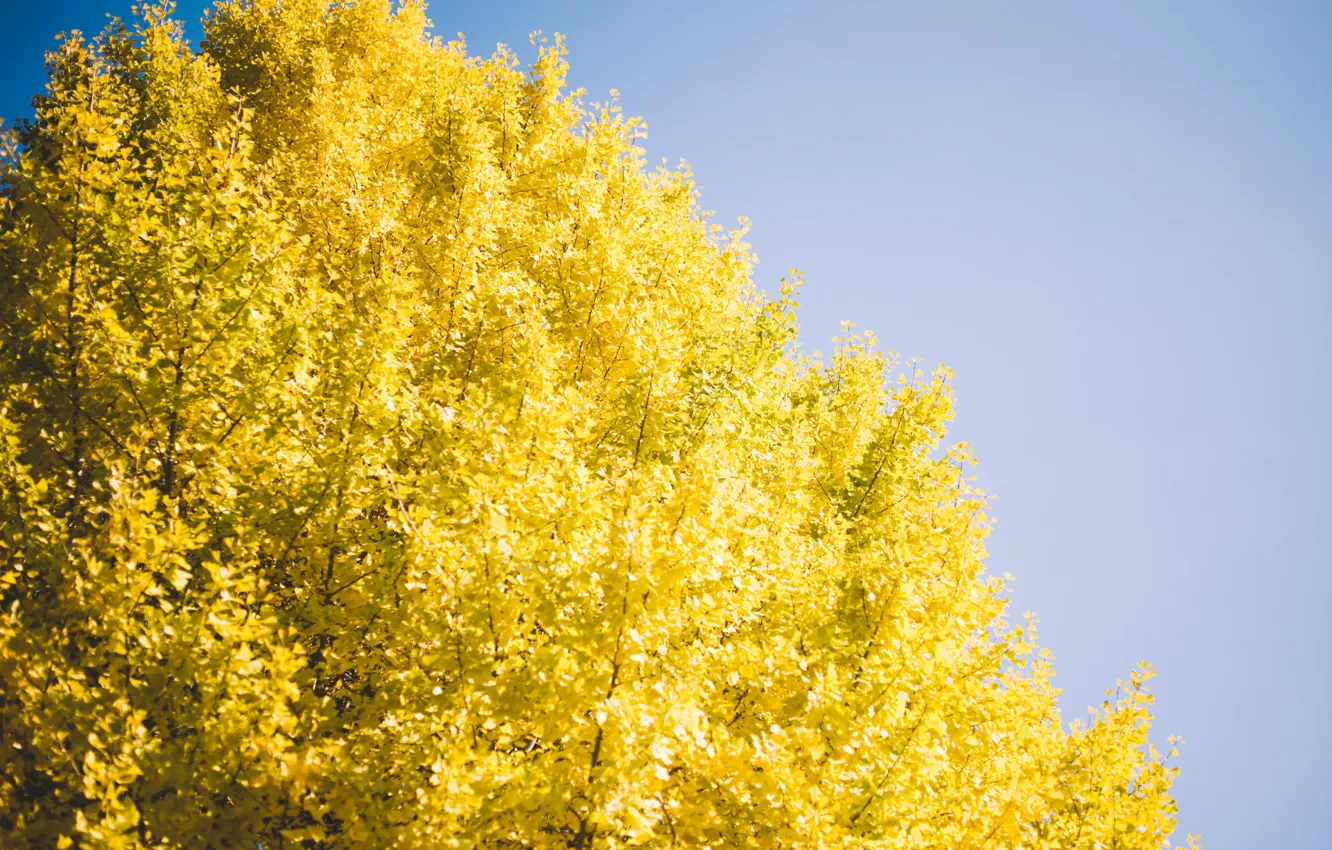 Photo wallpaper the sky, tree, yellow leaves