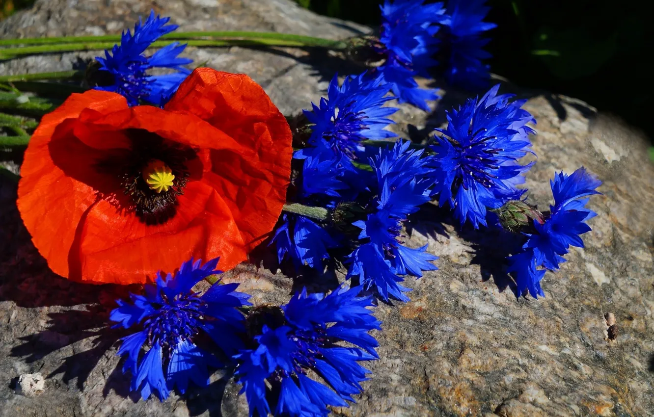 Photo wallpaper flower, poppy, cornflowers, blooming