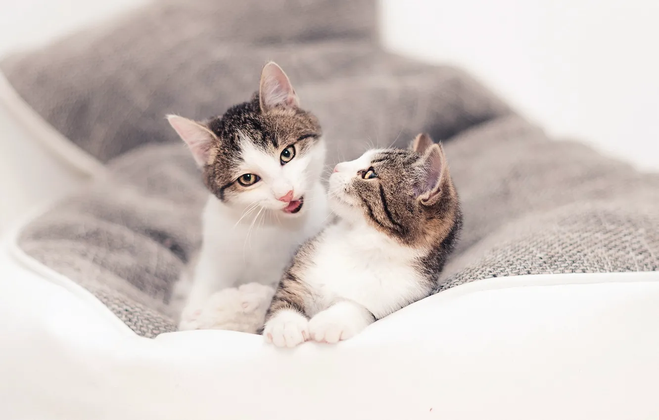 Photo wallpaper cat, comfort, home