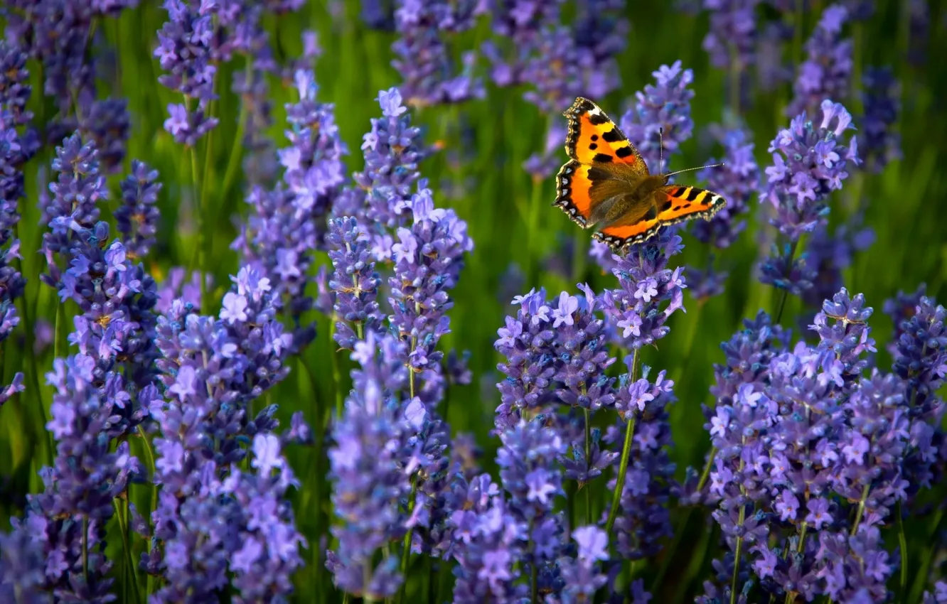 Photo wallpaper butterfly, lavender, Urticaria ordinary