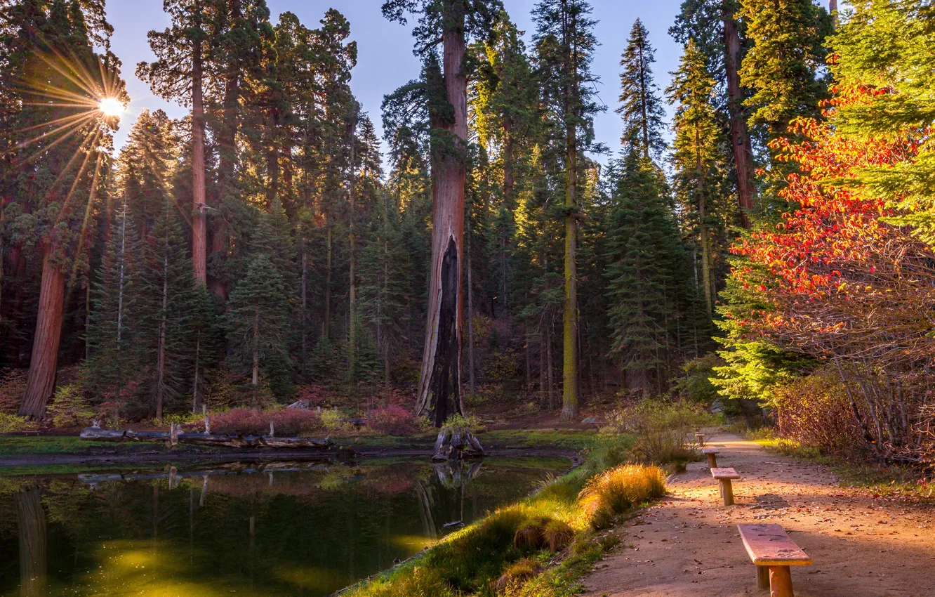 Photo wallpaper autumn, forest, the sun, rays, light, trees, bench, lake