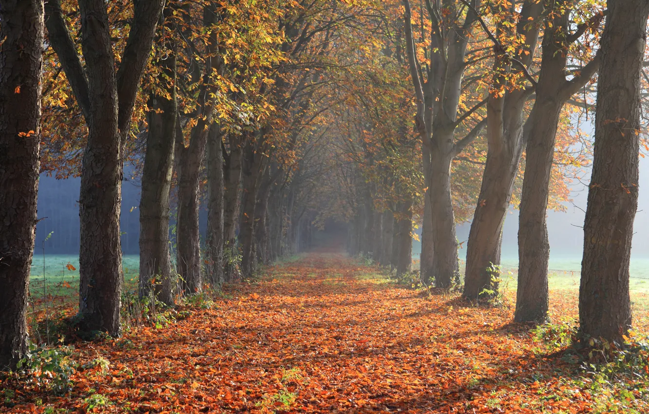 Photo wallpaper road, autumn, light, trees, branches, fog, Park, perspective