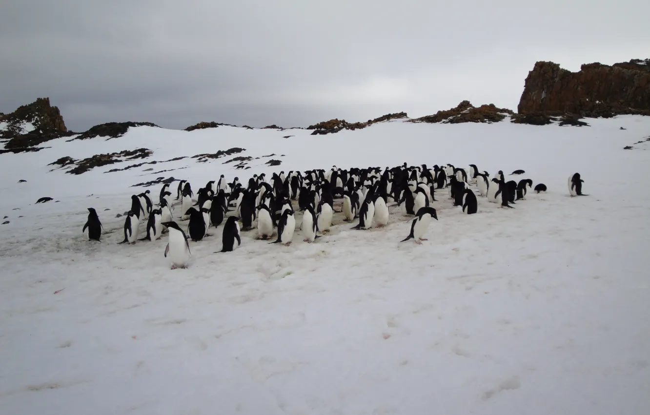 Photo wallpaper animal, penguins, Antarctica