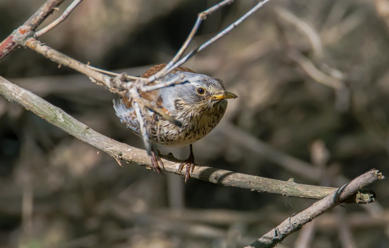 Photo wallpaper look, nature, bird, looks, thrush