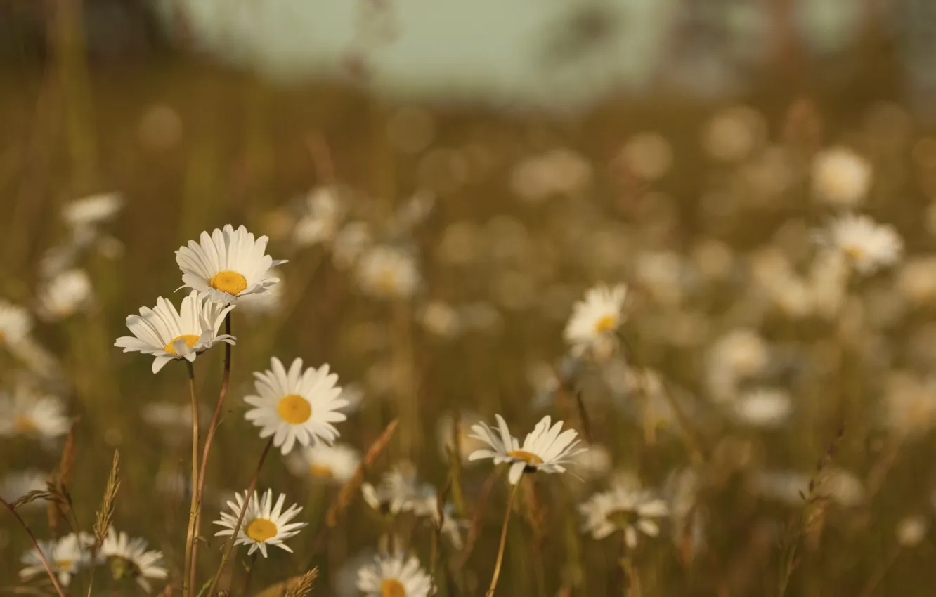 Photo wallpaper field, summer, grass, macro, flowers, nature, heat, color