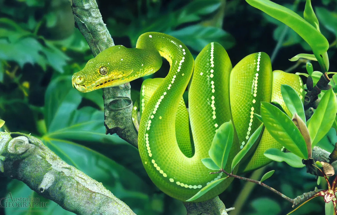 Photo wallpaper viper, snake, tree, reptile