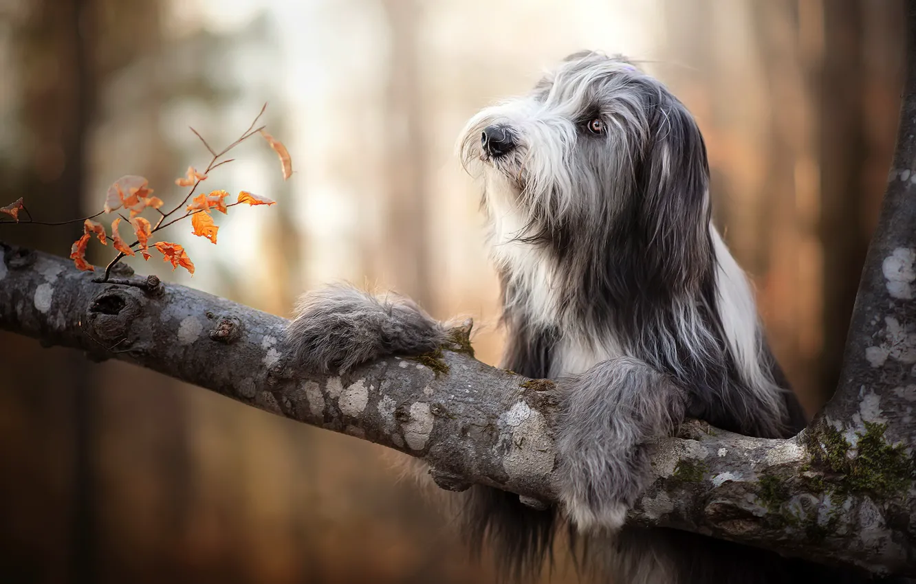 Photo wallpaper nature, each, dog