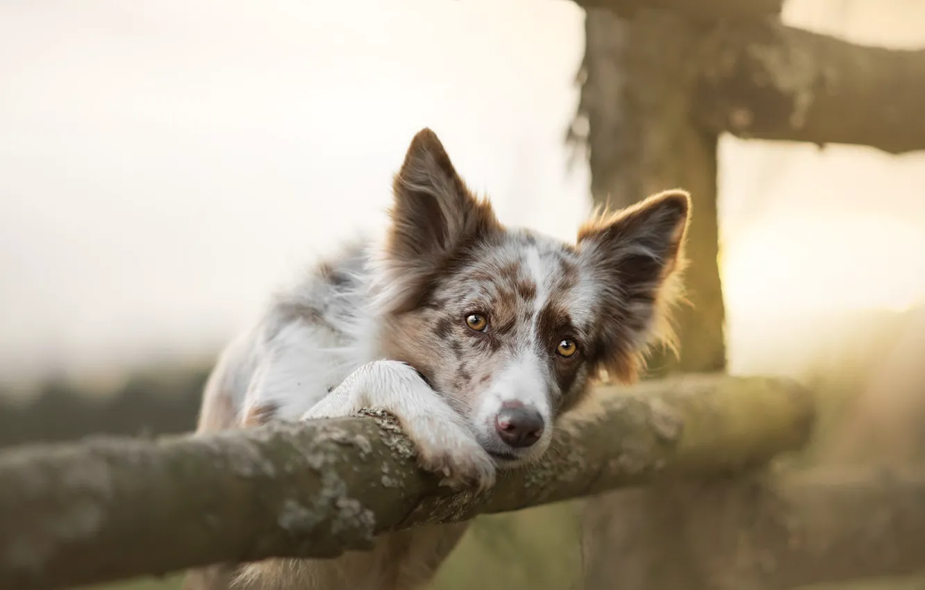 Photo wallpaper each, the fence, dog